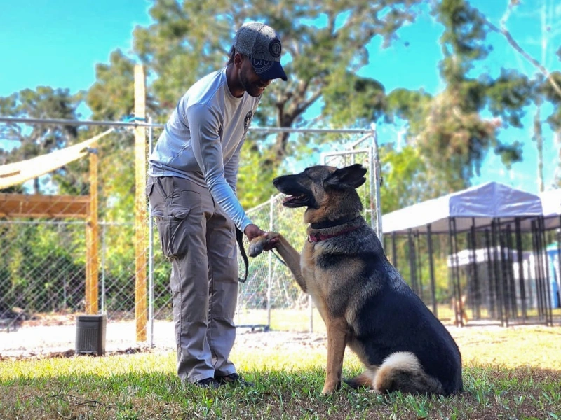 dog training tampa fl