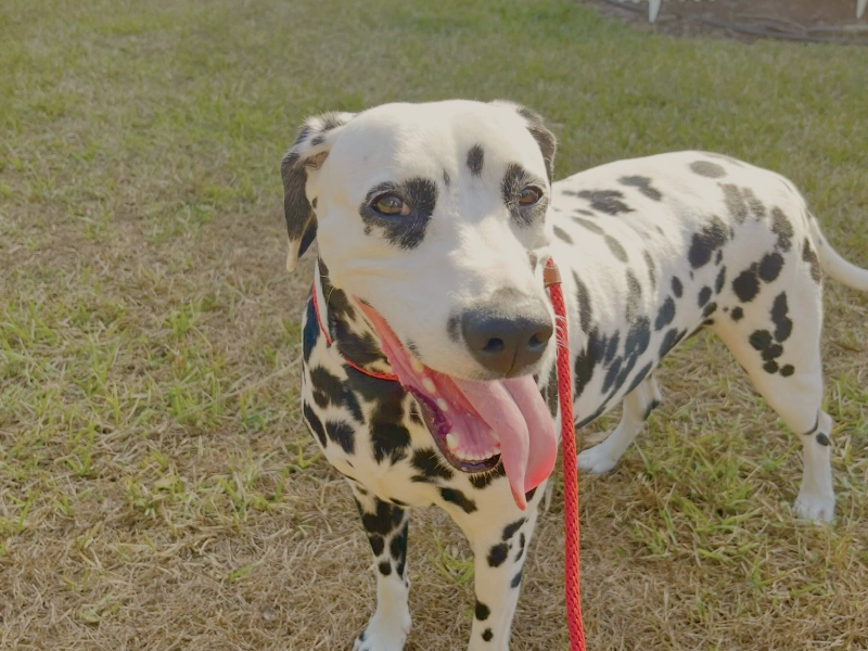 dog training valrico fl