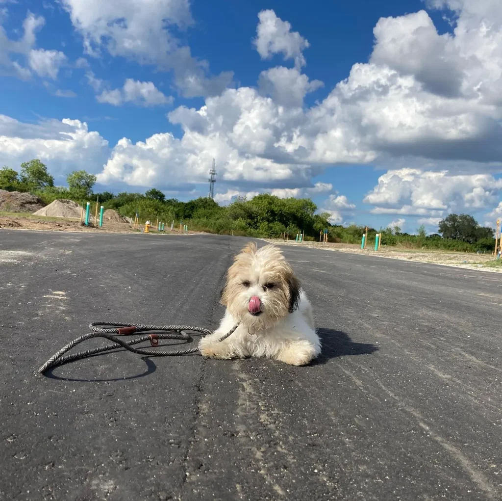 A white and brown Shih Tzu puppy with a leash lies on a newly paved road, licking its nose, under a blue sky.